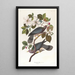 Pigeon à queue barrée - John James Audubon — quadro incorniciato alla parete