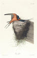 Hirondelle rustique - John James Audubon — vista dell’opera
