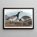 Oca cannetta - John James Audubon — quadro incorniciato alla parete