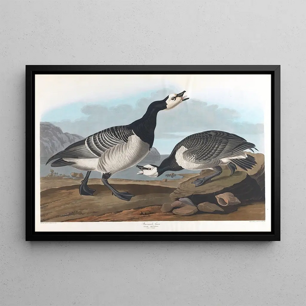 Oca cannetta - John James Audubon — quadro incorniciato alla parete