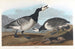 Oca cannetta - John James Audubon — vista dell’opera