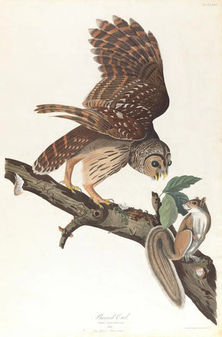 John James Audubon - Barred owl.webp