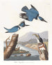 Martin-pêcheur d'Amérique - John James Audubon — vista dell’opera