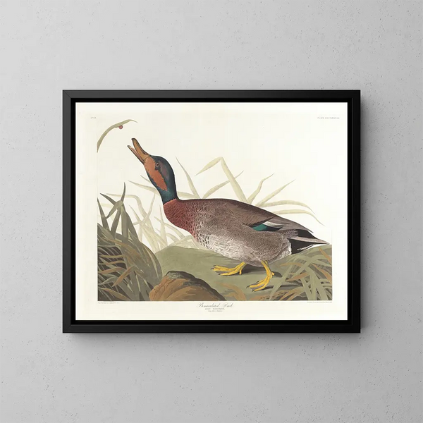 Paperotto maculato - John James Audubon — quadro incorniciato alla parete