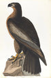 Oiseau di Washington - John James Audubon — vista dell’opera