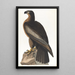 Oiseau di Washington - John James Audubon — quadro incorniciato alla parete