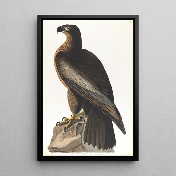 John James Audubon - Bird of Washington.webp