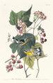 Paruline noire e gialla - John James Audubon — vista dell’opera