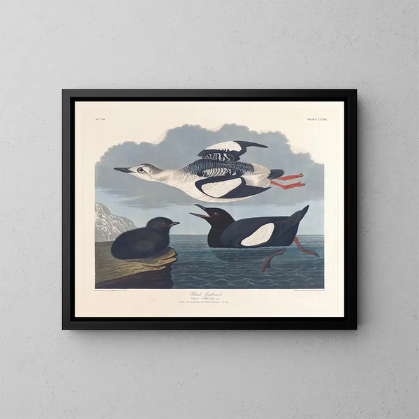 Guillemot noir - John James Audubon — quadro incorniciato alla parete
