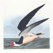 Rémora ou puffin - John James Audubon — vista dell’opera