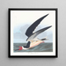 Rémora ou puffin - John James Audubon — quadro incorniciato alla parete