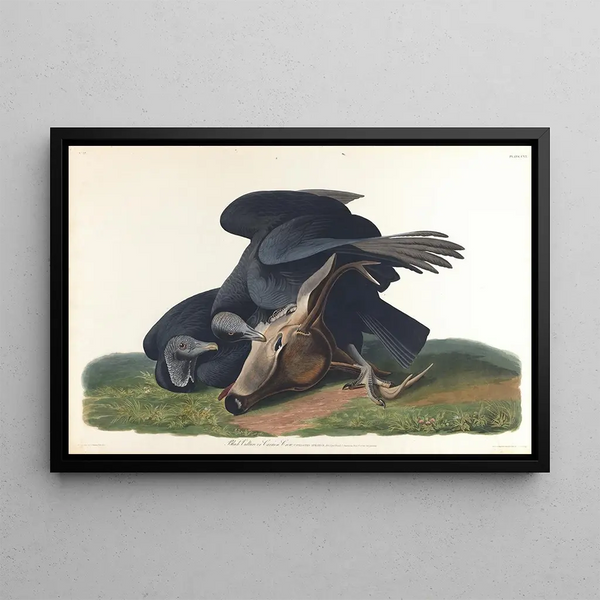 Vautour noir ou corbeau commun - John James Audubon — quadro incorniciato alla parete