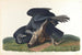 Vautour noir ou corbeau commun - John James Audubon — vista dell’opera