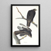 Guerrier noir - John James Audubon — quadro incorniciato alla parete