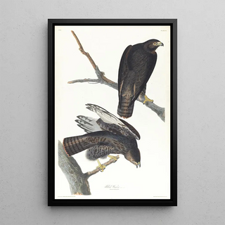 John James Audubon - Black warrior.webp
