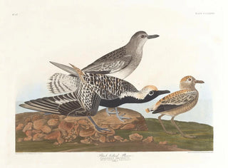 Pluvier à ventre noir - John James Audubon — vista dell’opera