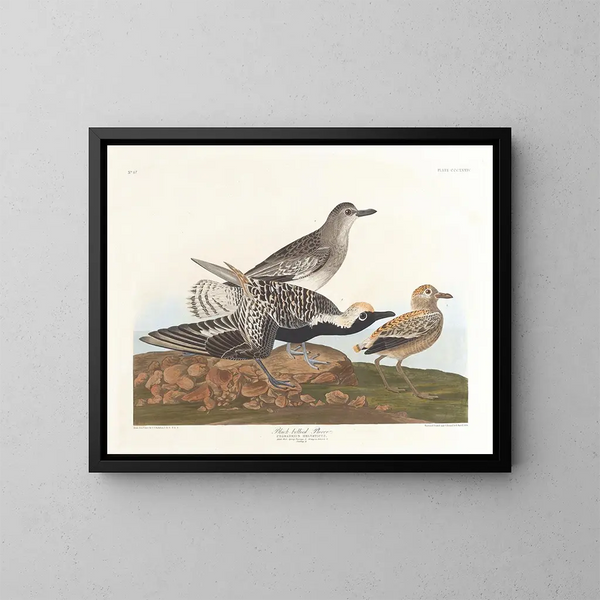 Pluvier à ventre noir - John James Audubon — quadro incorniciato alla parete