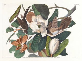 Coucou à bec noir - John James Audubon — vista dell’opera