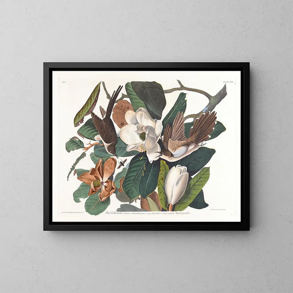 Coucou à bec noir - John James Audubon — quadro incorniciato alla parete