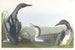Plongeon à gorge noire - John James Audubon — vista dell’opera