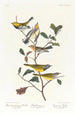 Paruline à gorge noire Paruline de Blackburn Paruline des ruisseaux - John James Audubon — vista dell’opera