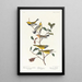 Paruline à gorge noire Paruline de Blackburn Paruline des ruisseaux - John James Audubon — quadro incorniciato alla parete