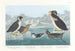 Guillemot à gorge noire, pingouin à bec noueux, pingouin à crête bouclée, guillemot à bec cornu - John James Audubon — vista dell’opera