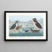 Guillemot à gorge noire, pingouin à bec noueux, pingouin à crête bouclée, guillemot à bec cornu - John James Audubon — quadro incorniciato alla parete