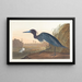 Gru blu o airone - John James Audubon — quadro incorniciato alla parete