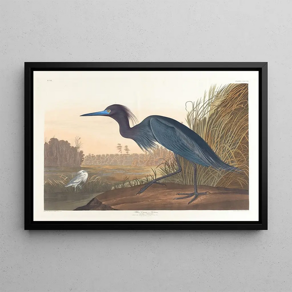 Gru blu o airone - John James Audubon — quadro incorniciato alla parete