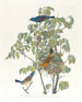 Gros-bec bleu - John James Audubon — vista dell’opera