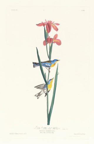John James Audubon - Blue yellow back warbler.webp