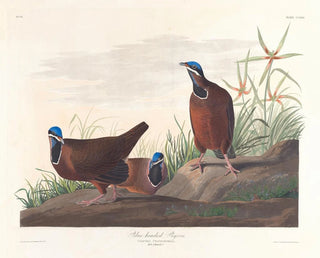 Pigeon à tête bleue - John James Audubon — vista dell’opera