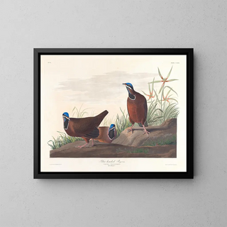 Pigeon à tête bleue - John James Audubon — quadro incorniciato alla parete