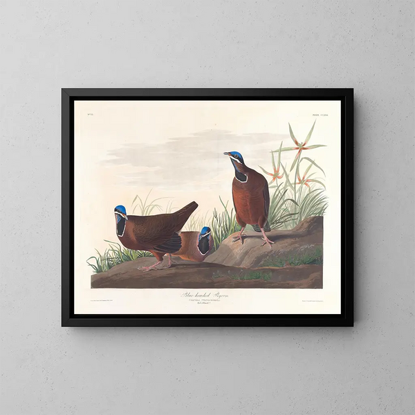 Pigeon à tête bleue - John James Audubon — quadro incorniciato alla parete