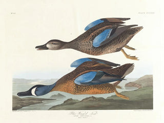 John James Audubon - Bluewinged teal.webp
