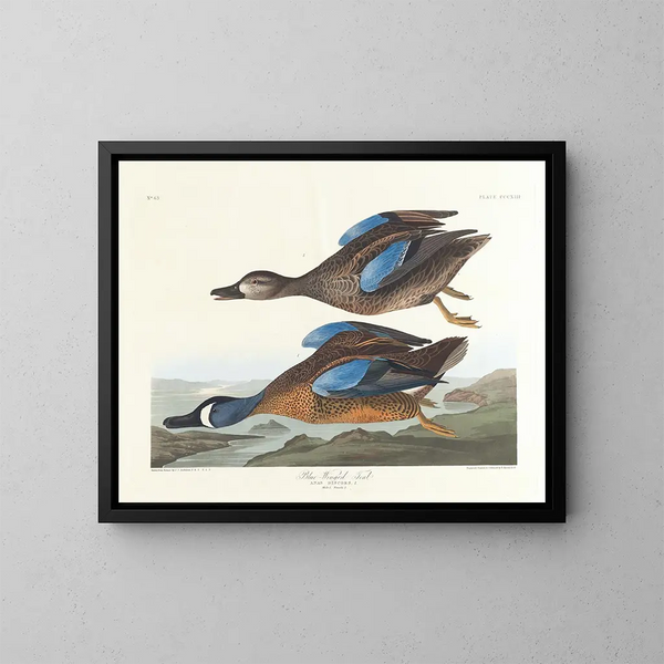Paperotto con ali blu - John James Audubon — quadro incorniciato alla parete