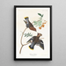 Jaseur bohémien - John James Audubon — quadro incorniciato alla parete