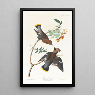 John James Audubon - Bohemian chatterer.webp