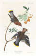 Jaseur bohémien - John James Audubon — vista dell’opera