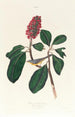 Gobemouche de Bonaparte - John James Audubon — vista dell’opera