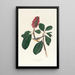 Gobemouche de Bonaparte - John James Audubon — quadro incorniciato alla parete