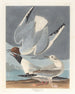 Gabbiano di Bonaparte - John James Audubon — vista dell’opera