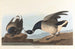 Bernache cravant - John James Audubon — vista dell’opera