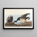 Bernache cravant - John James Audubon — quadro incorniciato alla parete