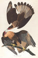 Caracara del Brasile - John James Audubon — vista dell’opera