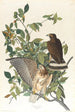 Buse à larges ailes - John James Audubon — vista dell’opera