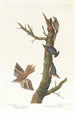 Grimpereau brun e cinciallegra della California - John James Audubon — vista dell’opera