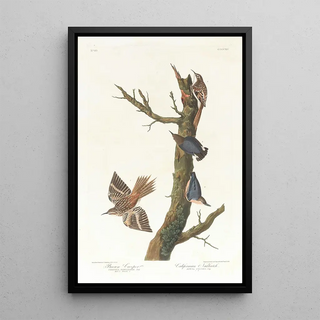 John James Audubon - Brown creeper Californian nuthatch.webp
