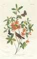 Paruline à tête brune mangeuse de vers - John James Audubon — vista dell’opera